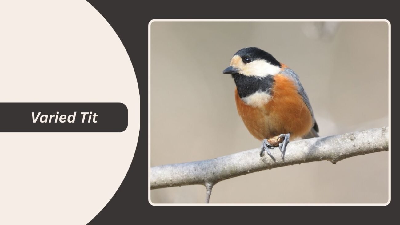 Varied Tit