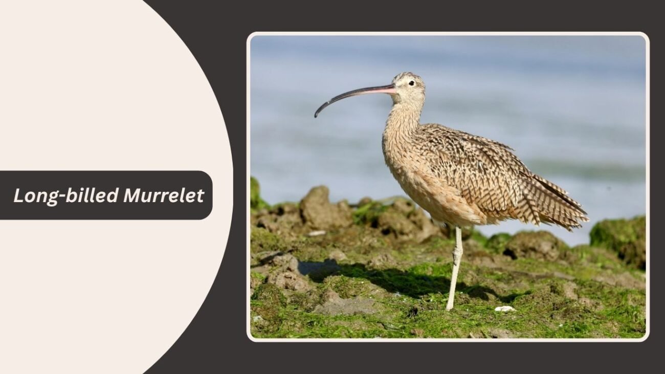 Long-billed Murrelet