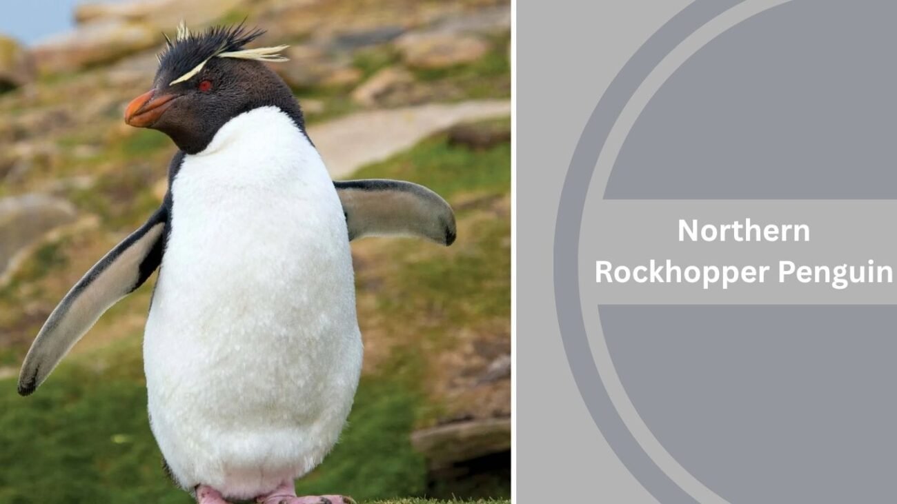 Northern Rockhopper Penguin