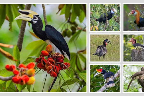 13 Types of Hornbills Identification with Amazing Pictures 