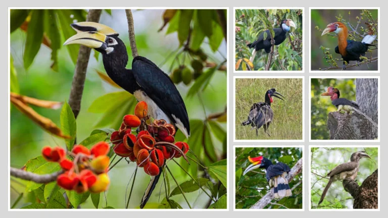 13 Types of Hornbills: Identification with Amazing Pictures 