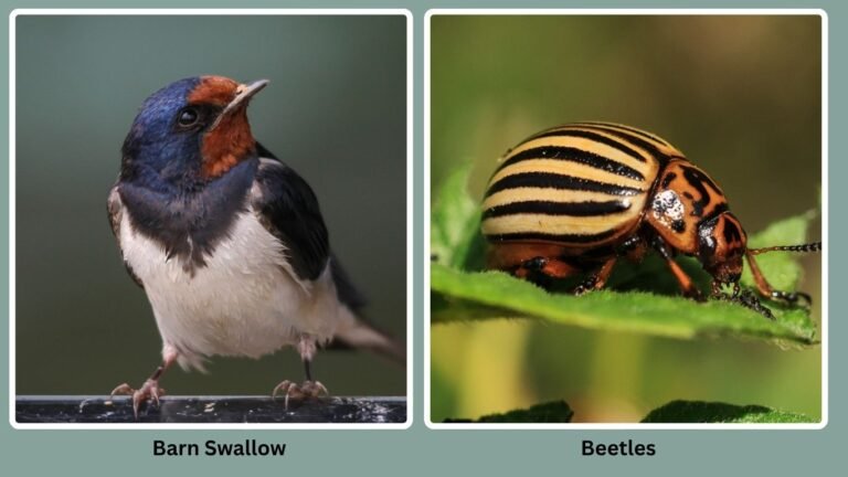 30 Birds That Eat Insects Only: Diet with name