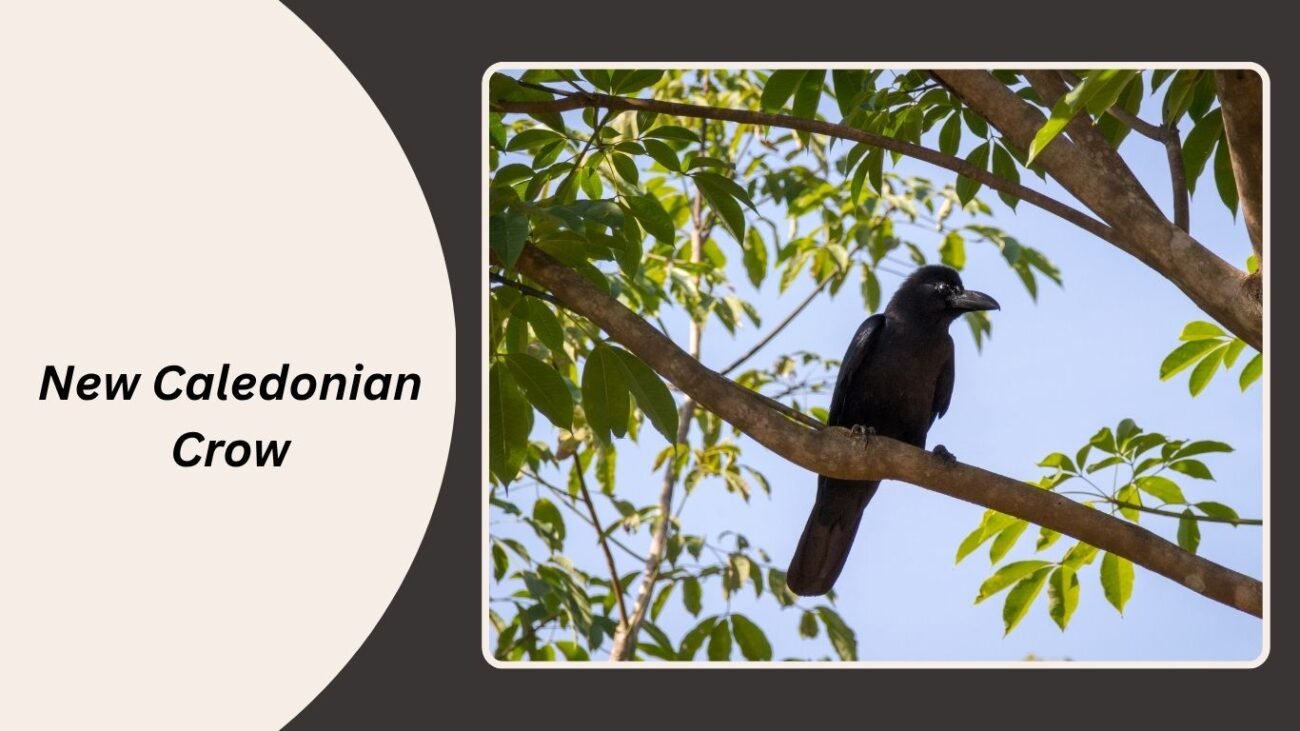 New Caledonian Crow