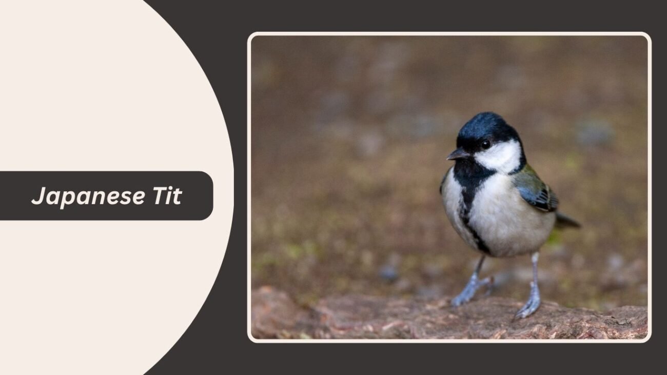 Japanese Tit