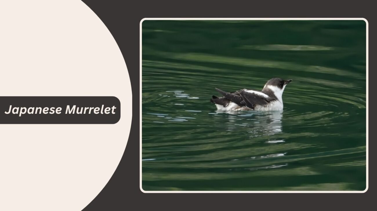 Japanese Murrelet