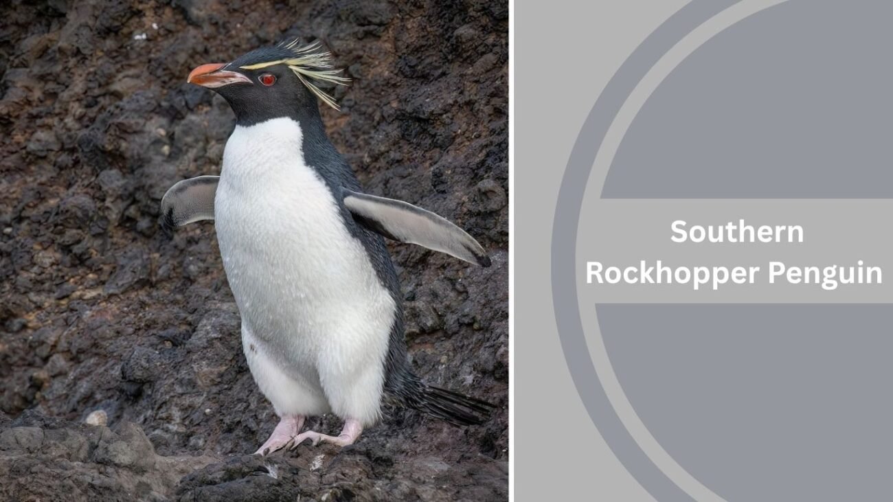 Southern Rockhopper Penguin