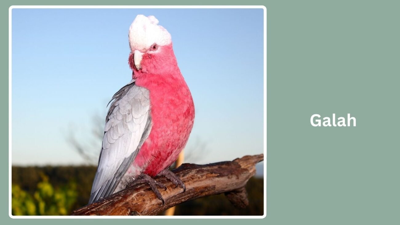 Galah