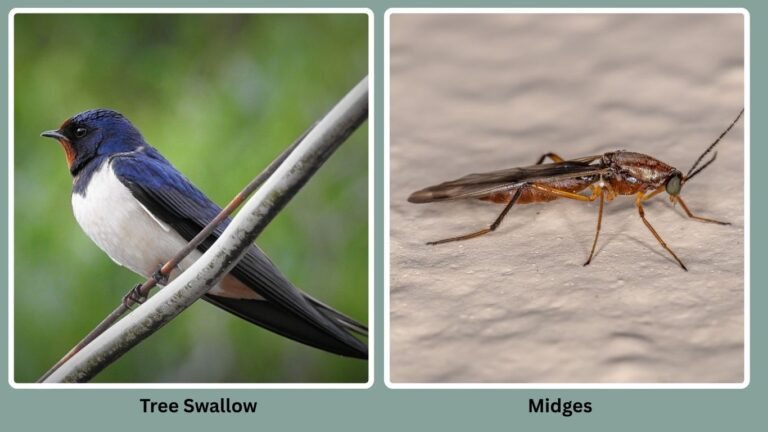 30 Birds That Eat Insects Only: Diet with name