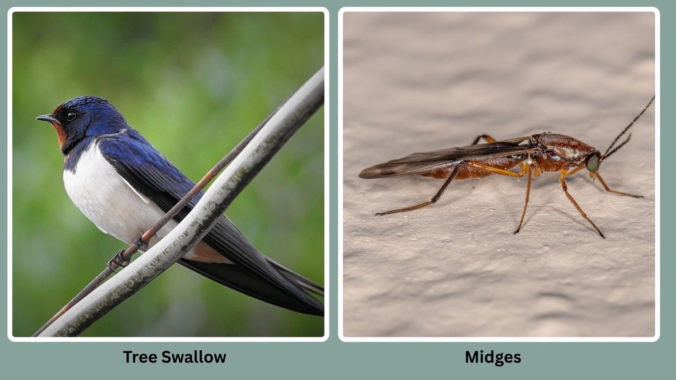 30 Birds That Eat Insects Only: Diet with name
