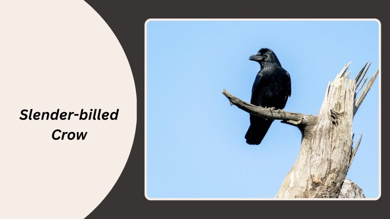 Slender-billed Crow