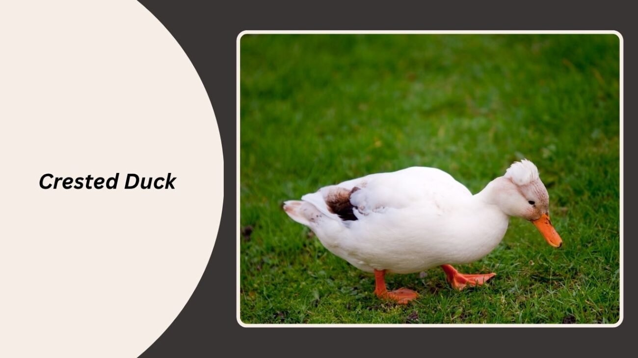 Crested Duck