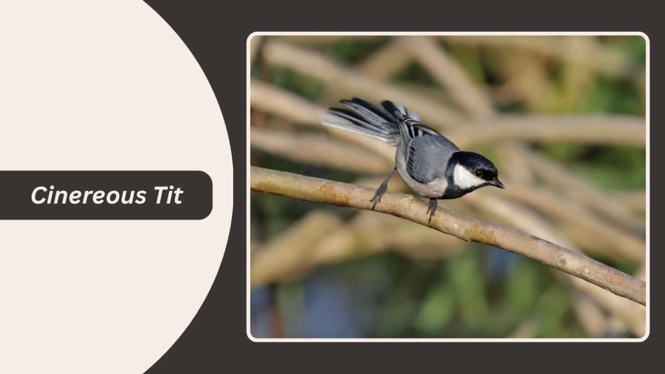 Cinereous Tit