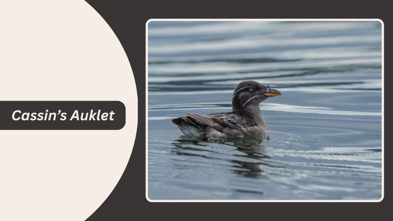 Cassin’s Auklet