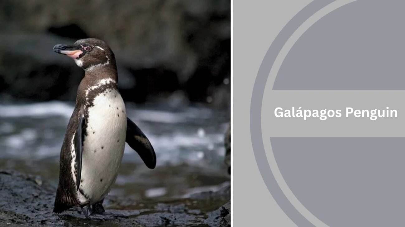 Galápagos Penguin
