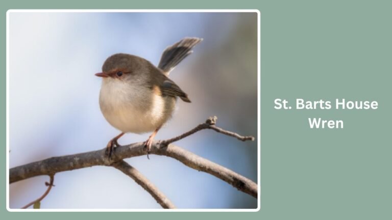 Wren Types All Types of House Wrens: Identification By Name & Picture