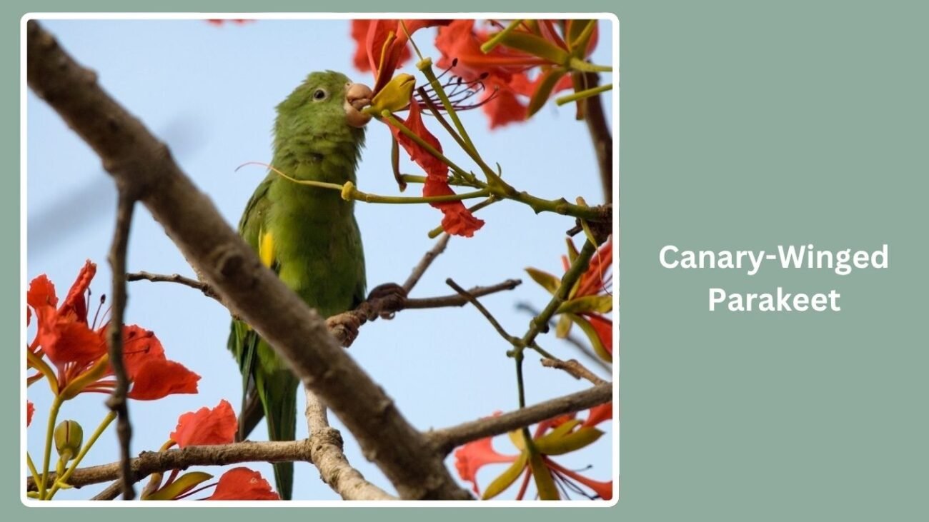 Canary-Winged Parakeet