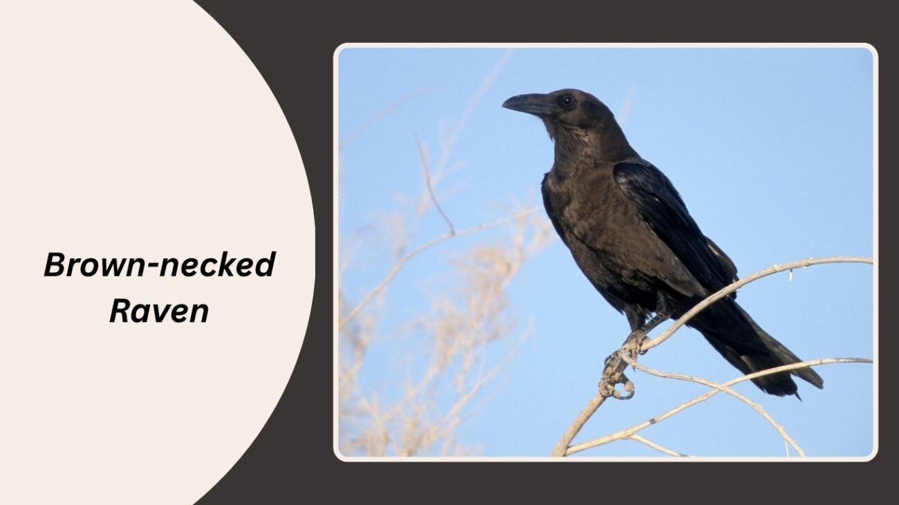 Brown-necked Raven