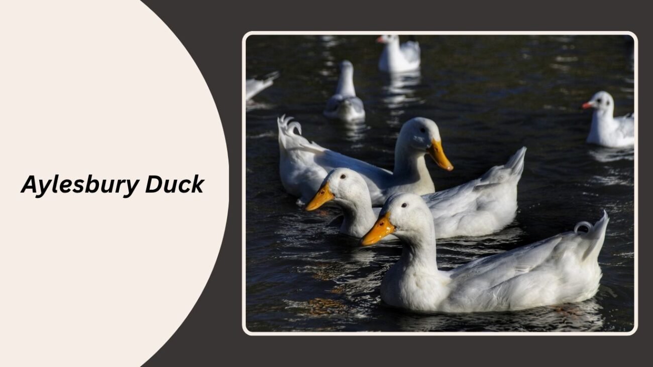 Aylesbury Duck