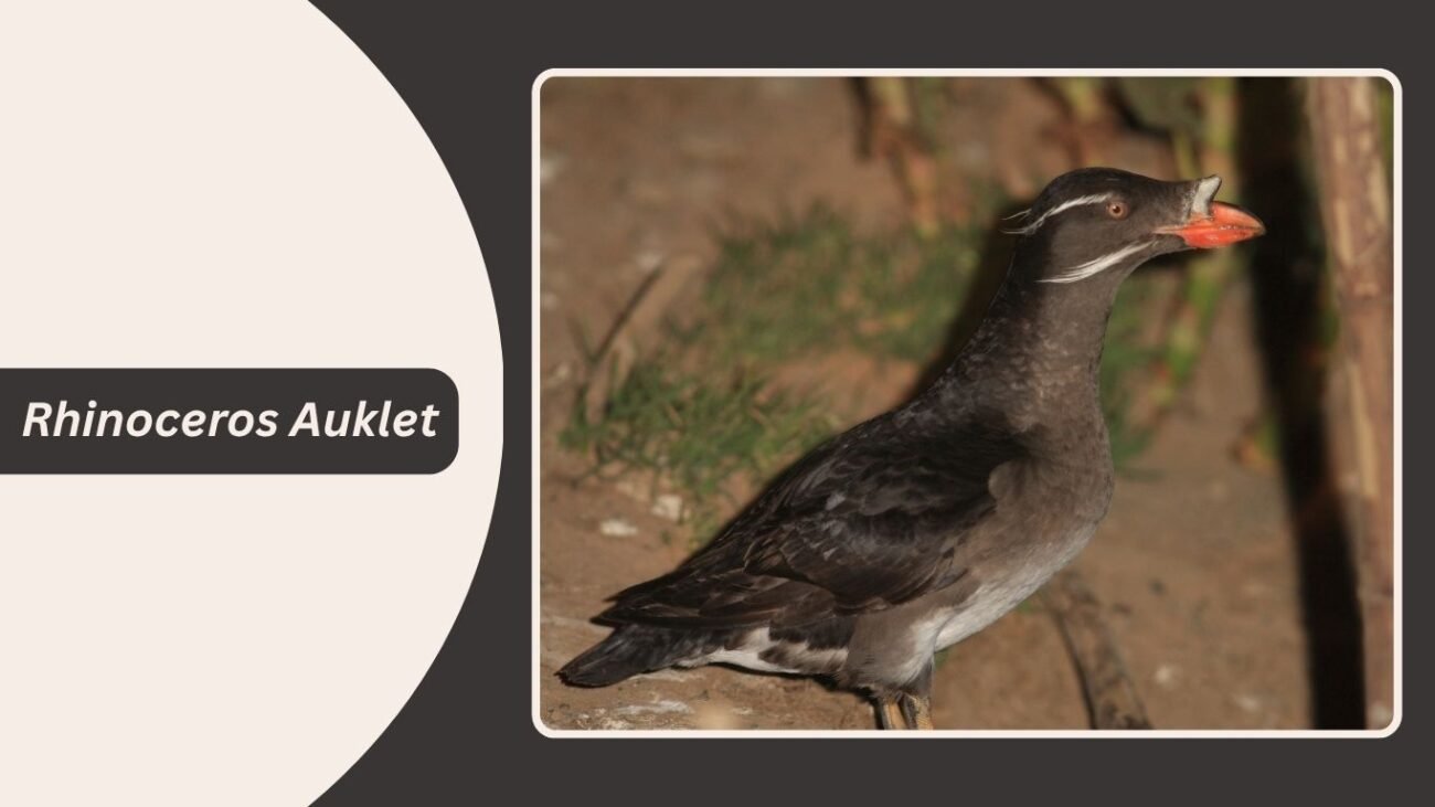 Rhinoceros Auklet