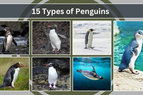15 Types of Penguins: Identification With Pictures