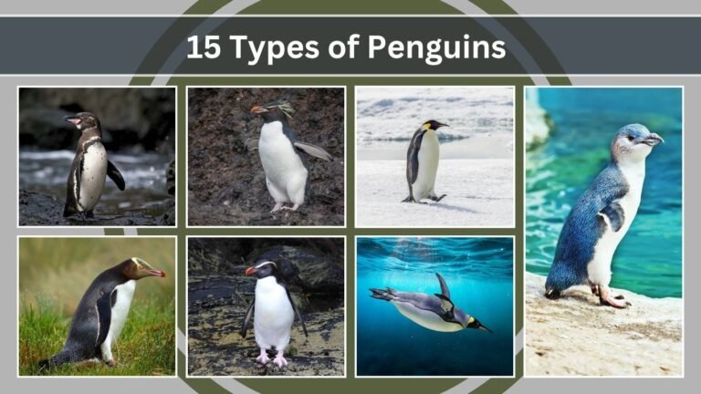15 Types of Penguins: Identification With Pictures