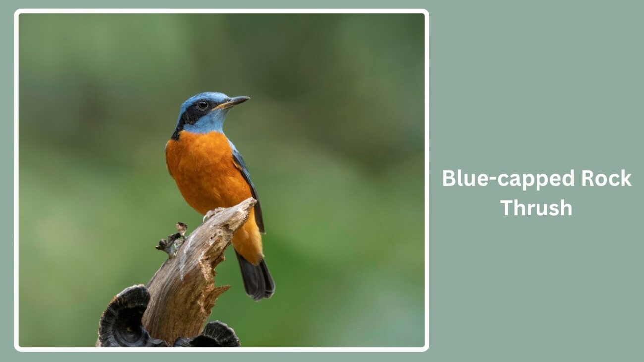 Blue-capped Rock Thrush