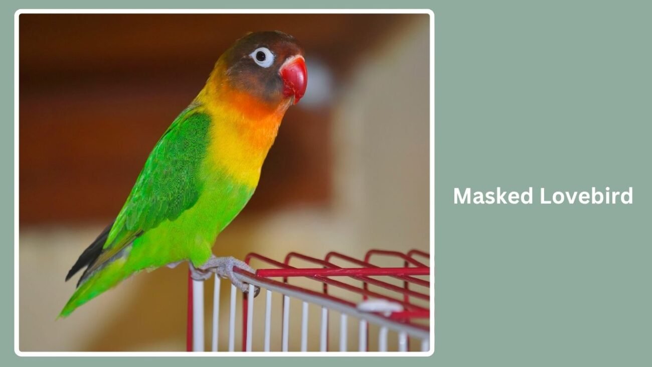 Masked Lovebird