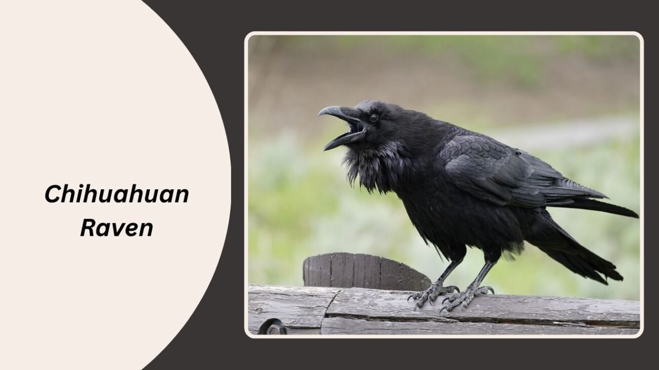 Chihuahuan Raven
