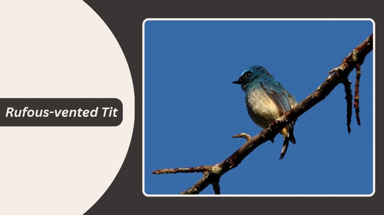 Rufous-vented Tit