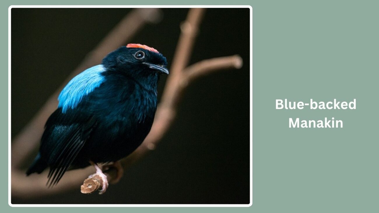 Blue-backed Manakin