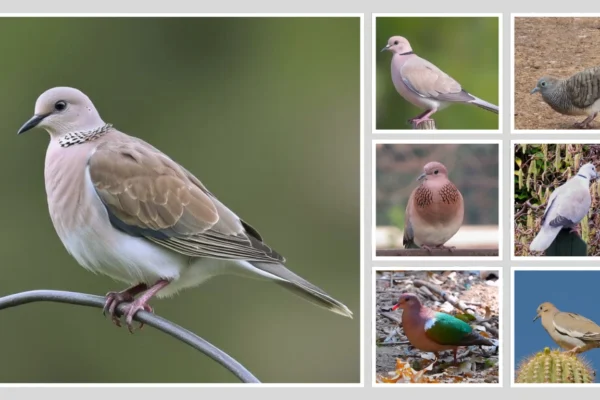 17 Common Types of Doves Identification Name & Pictures