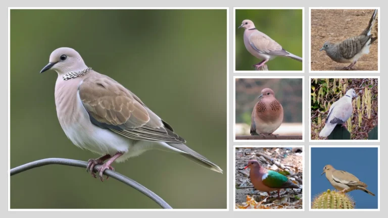 17 Common Types of Doves: Identification Name & Pictures