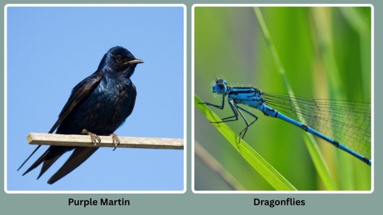 30 Birds That Eat Insects Only: Diet with name