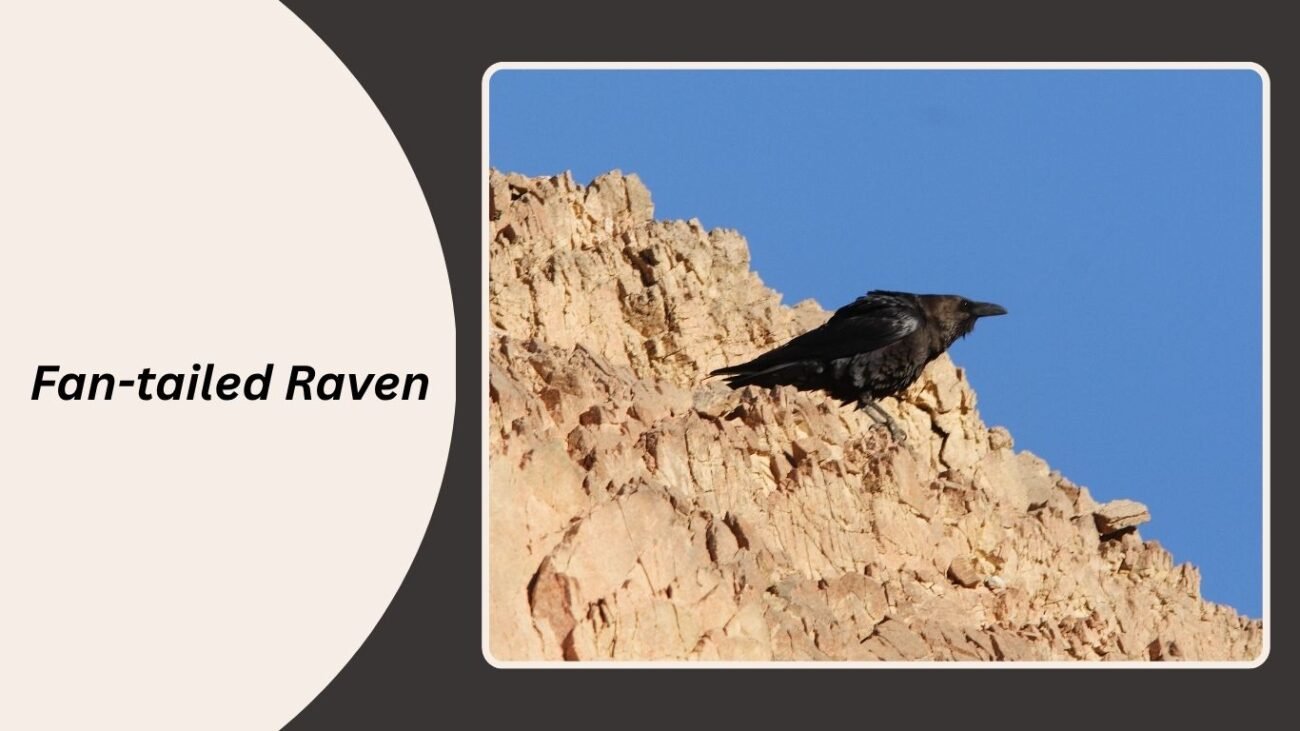 Fan-tailed Raven