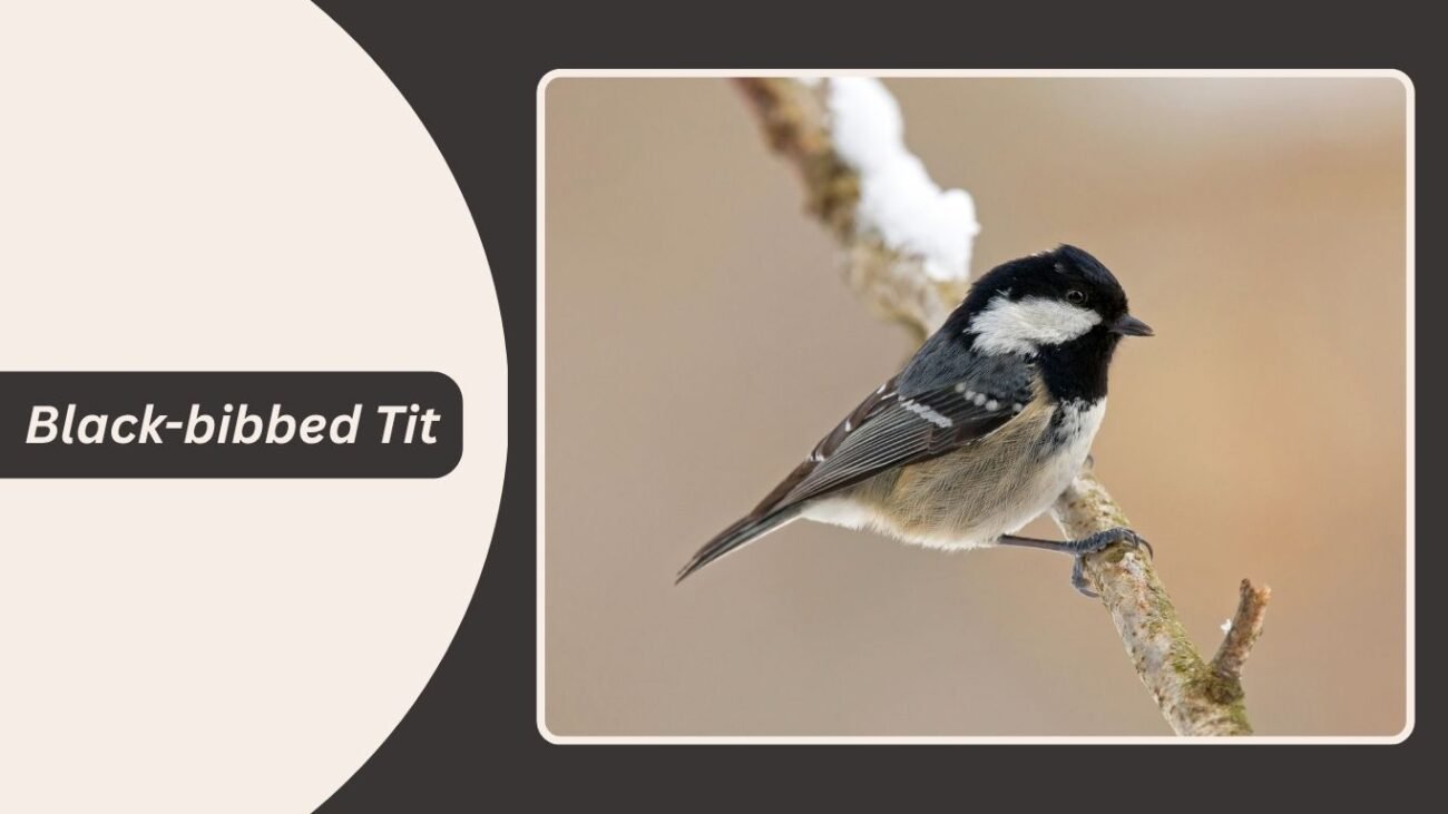 Black-bibbed Tit