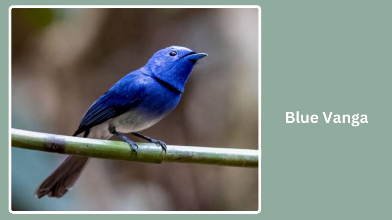 Blue Vanga
