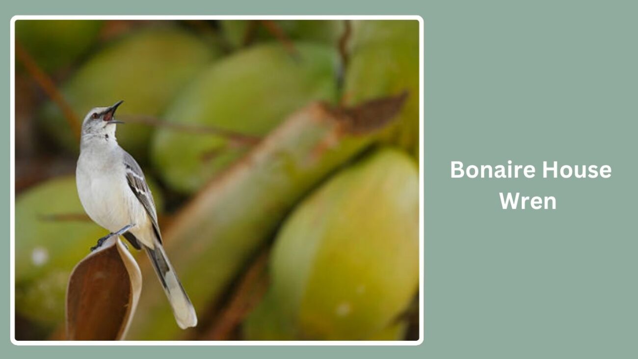 Bonaire House Wren