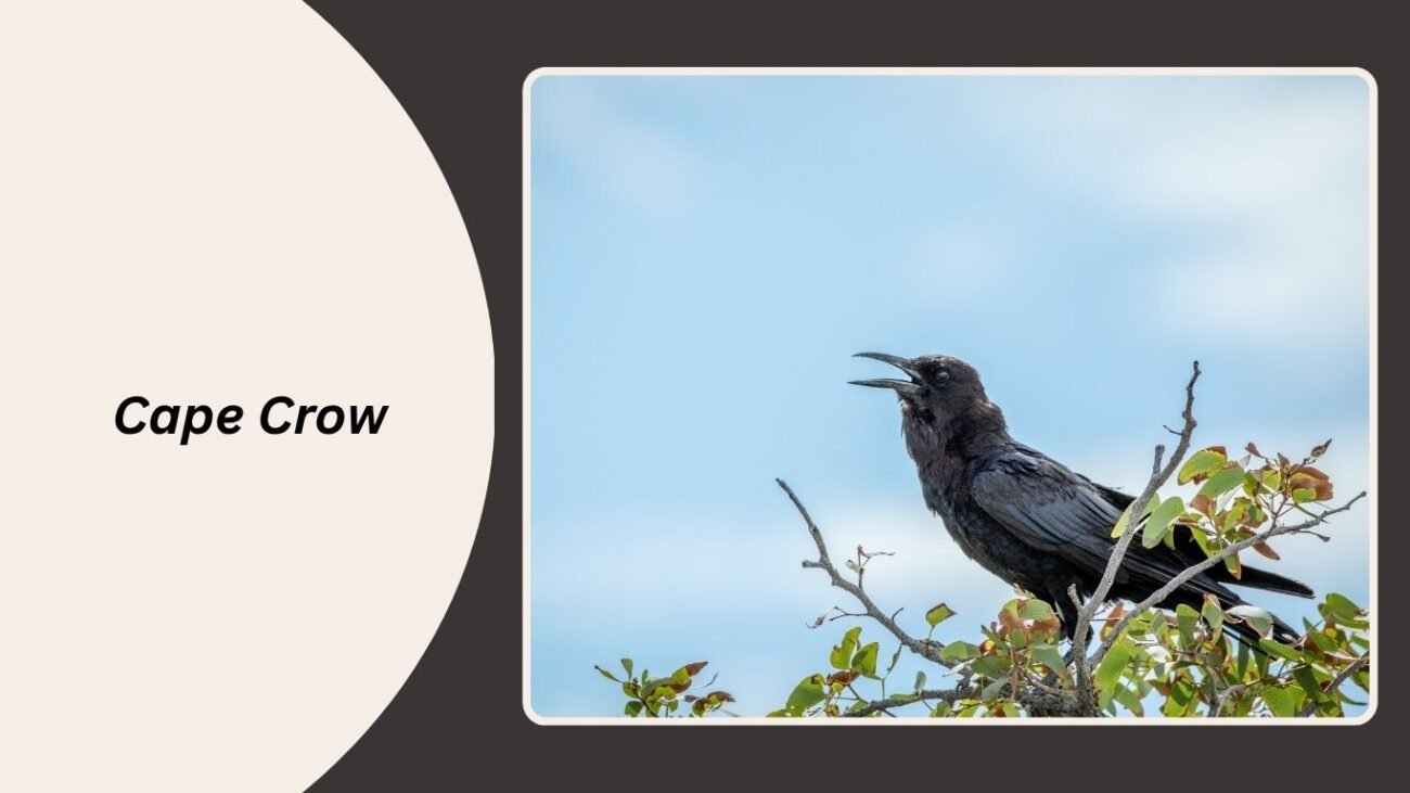 Cape Crow
