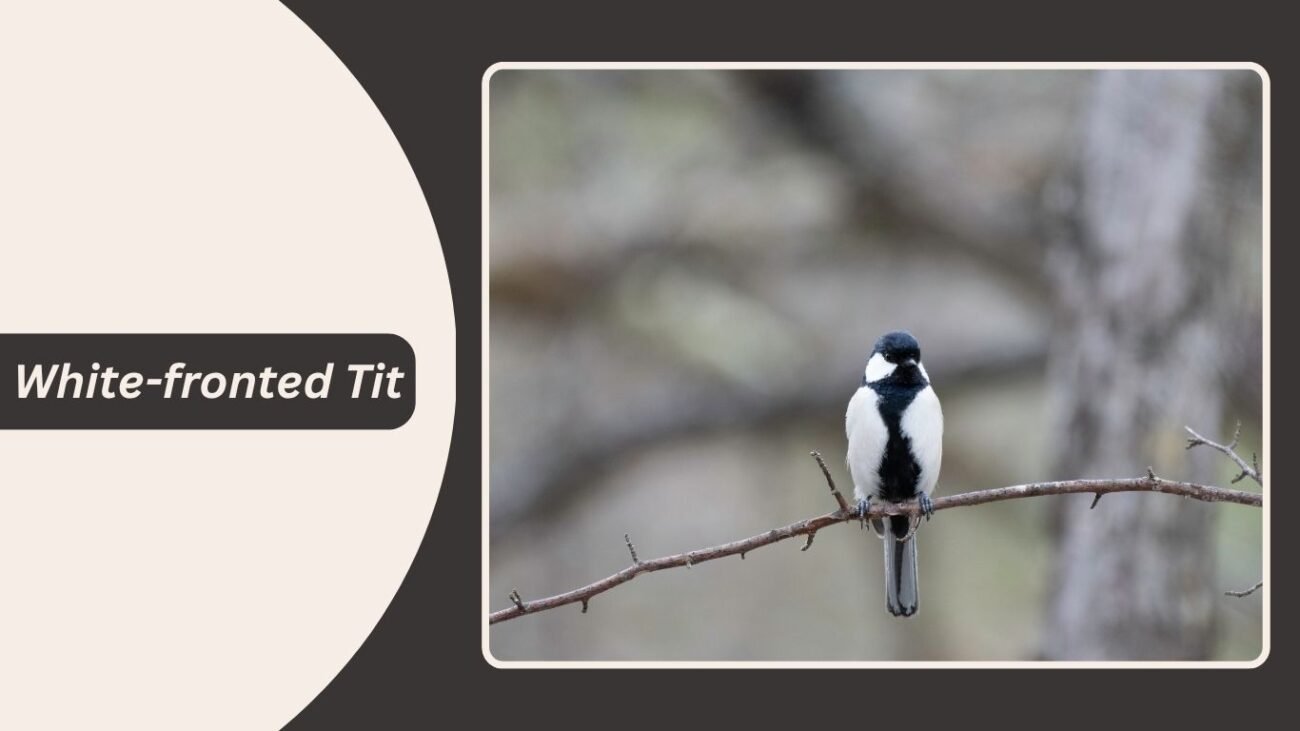 White-fronted Tit