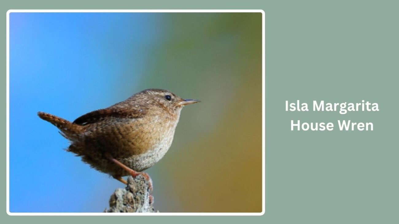 Isla Margarita House Wren