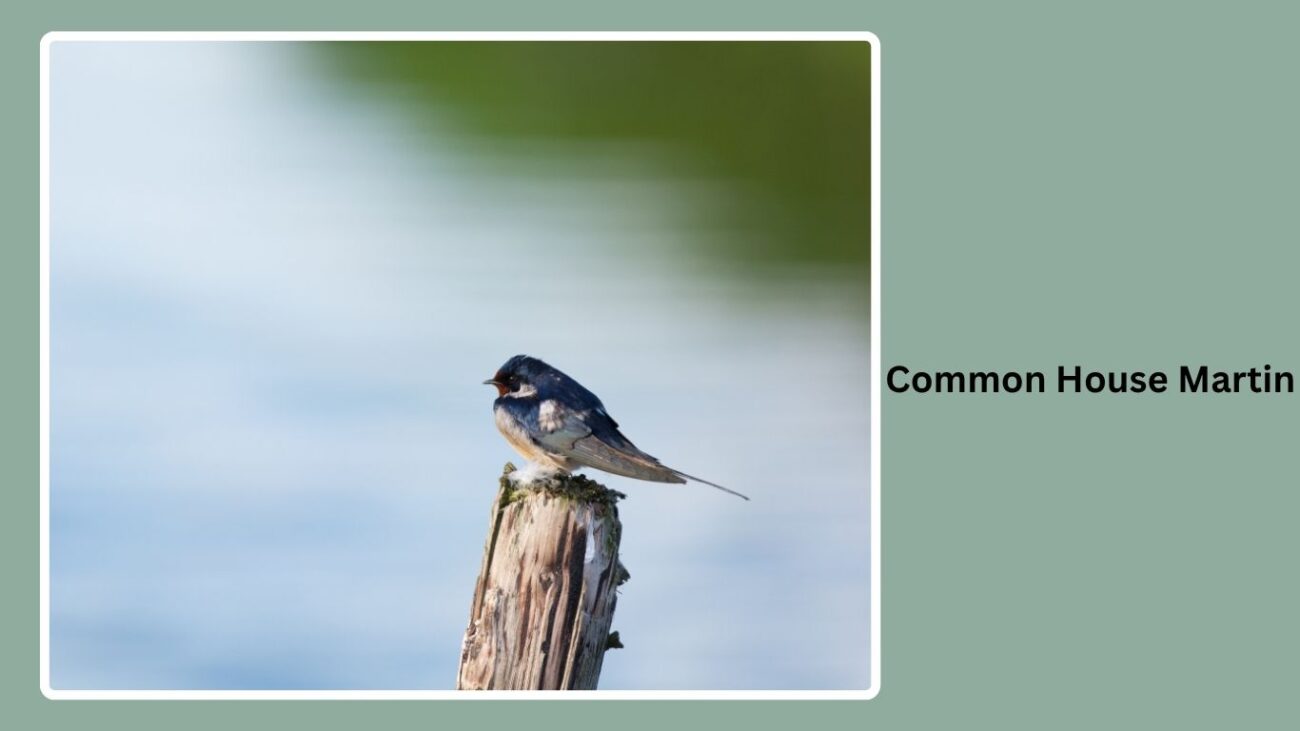 Common House Martin