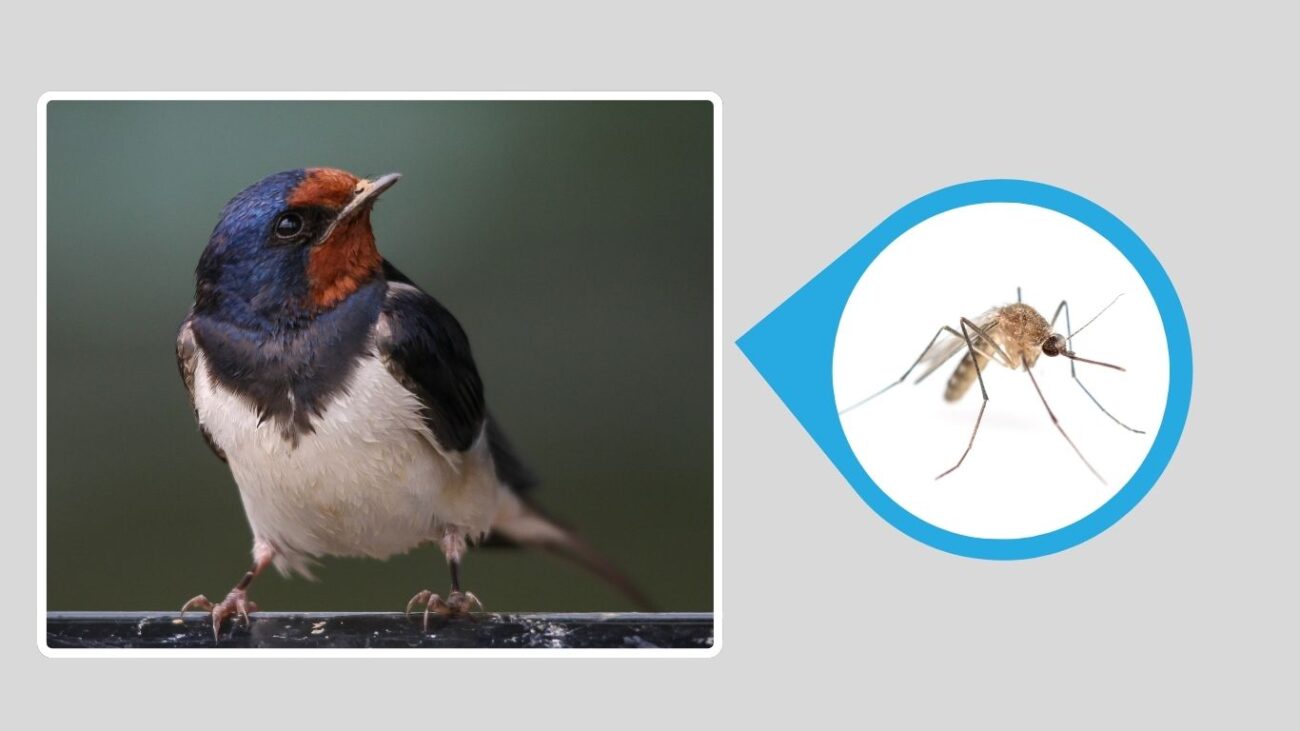 Barn Swallow