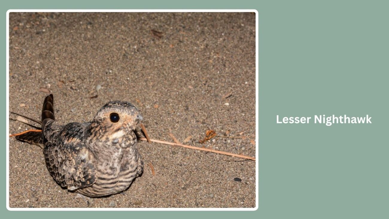 Lesser Nighthawk