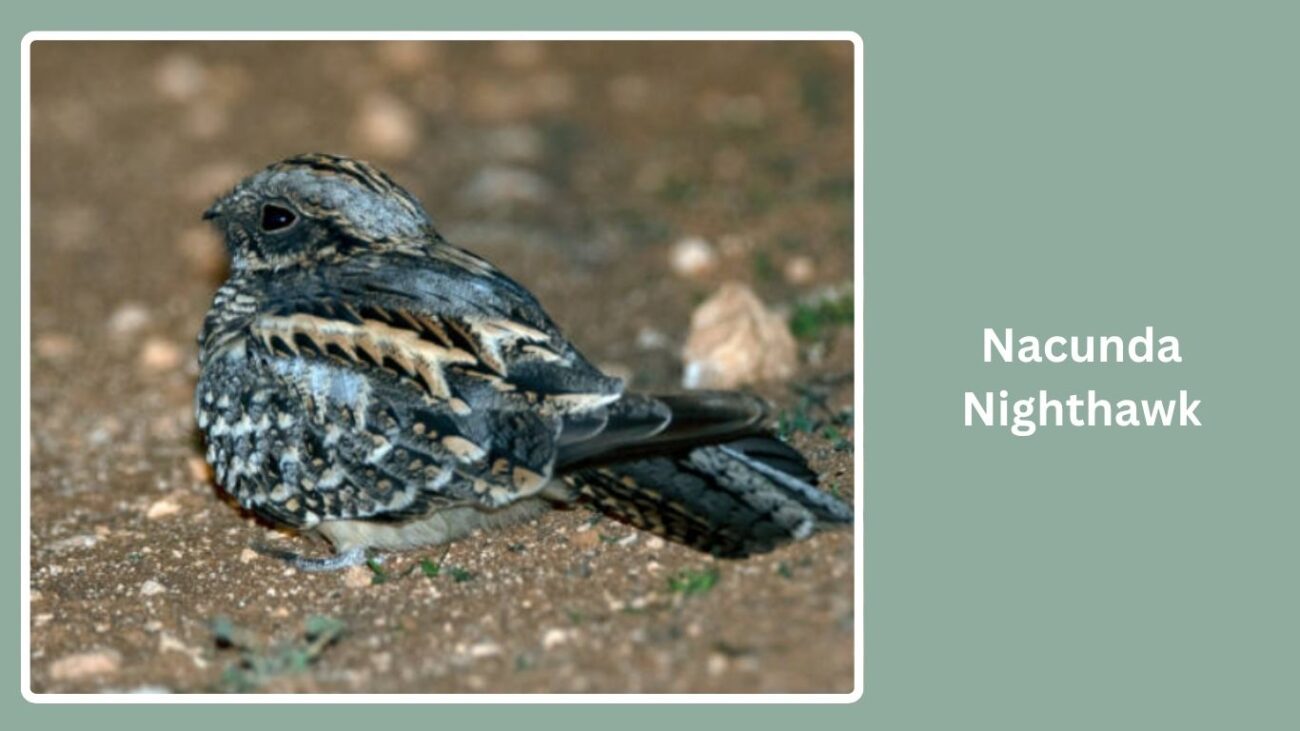 Nacunda Nighthawk