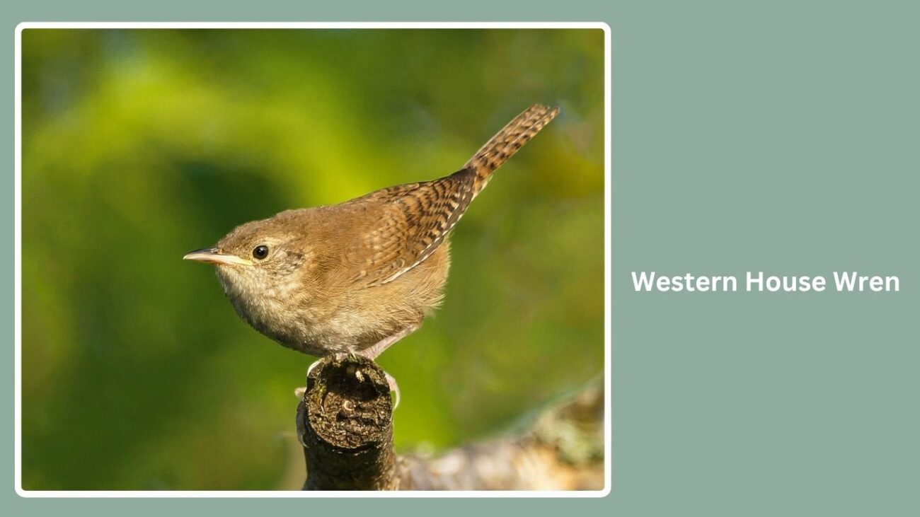 Western House Wren
