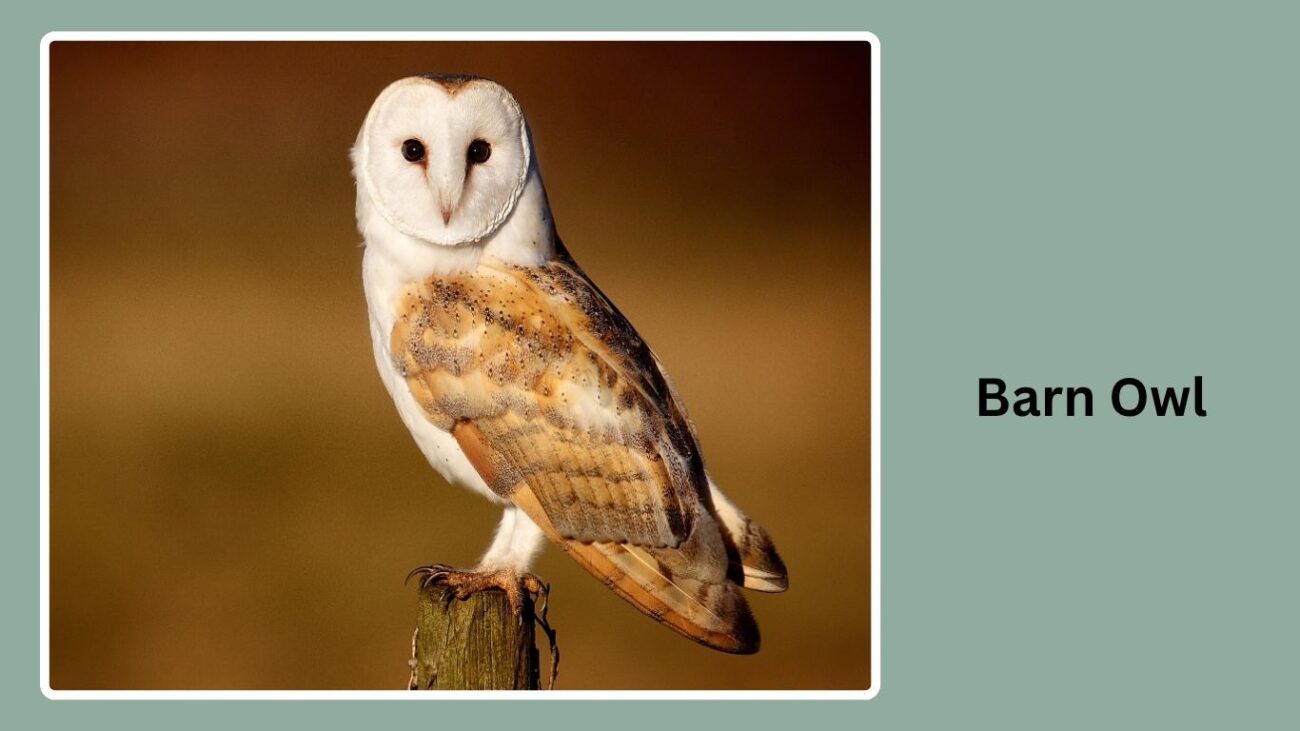 Barn Owl