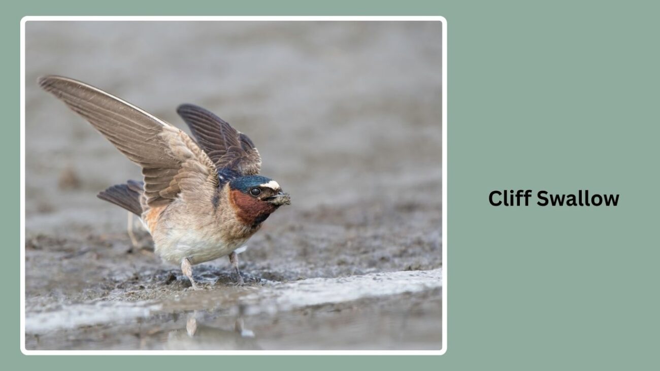 Cliff Swallow