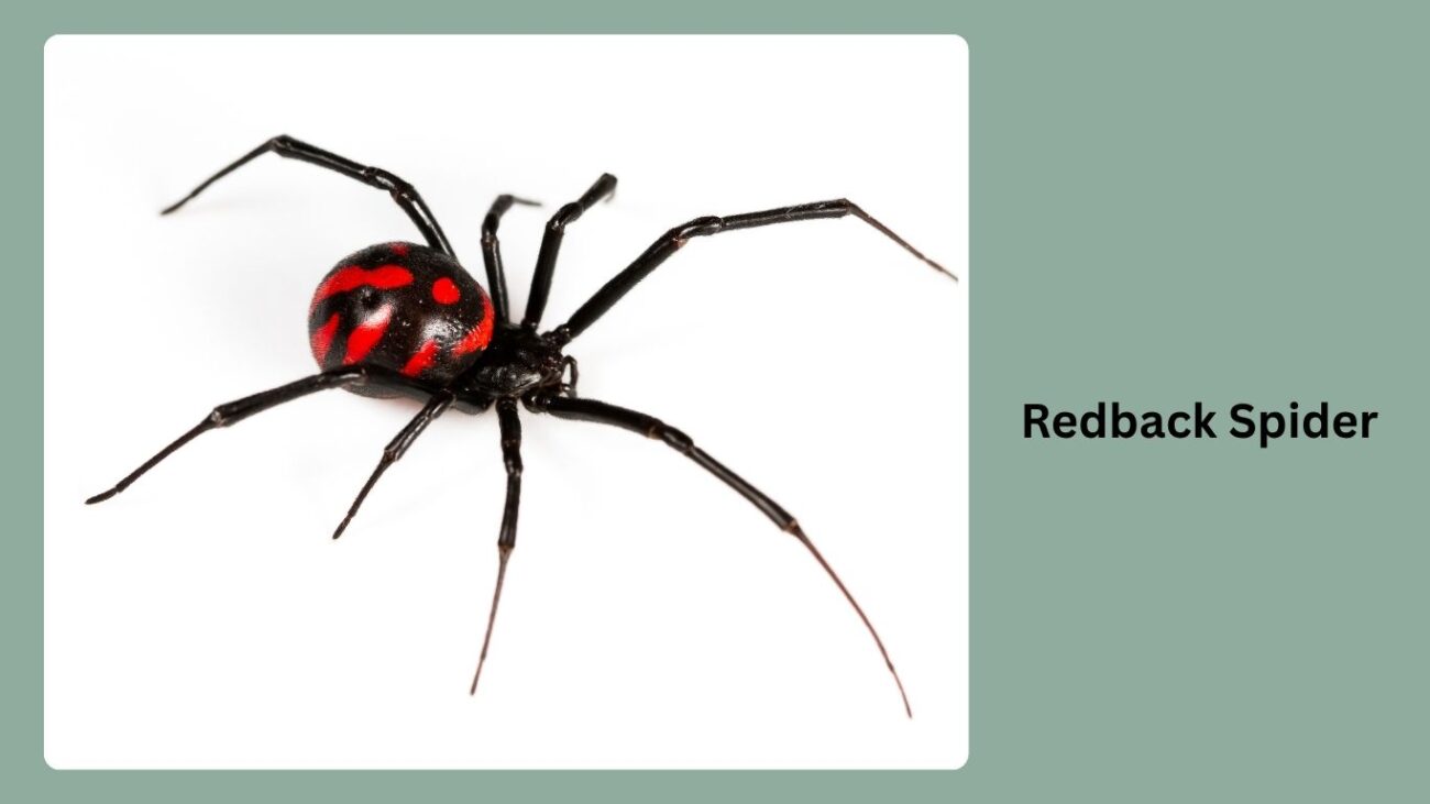 Redback Spider