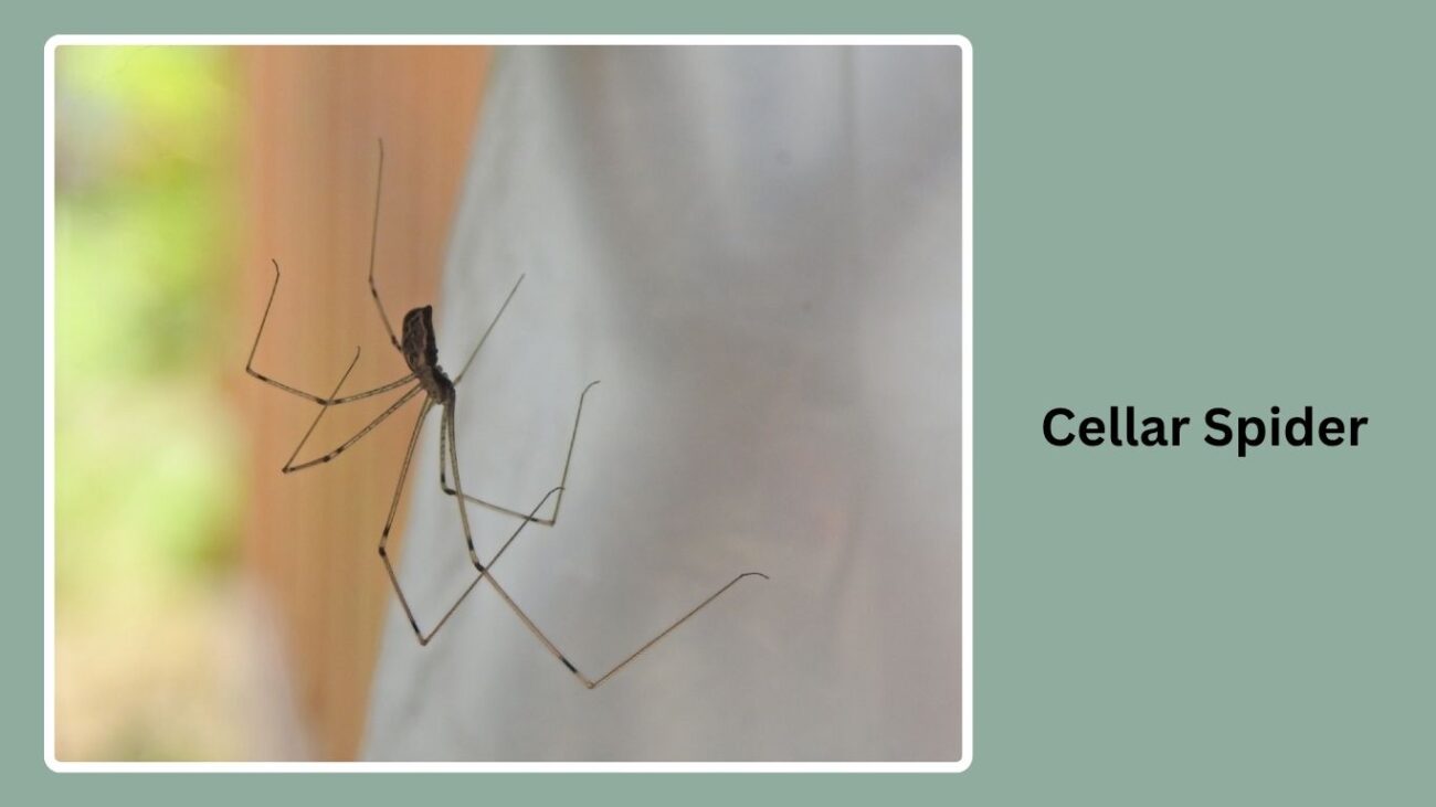 Cellar Spider