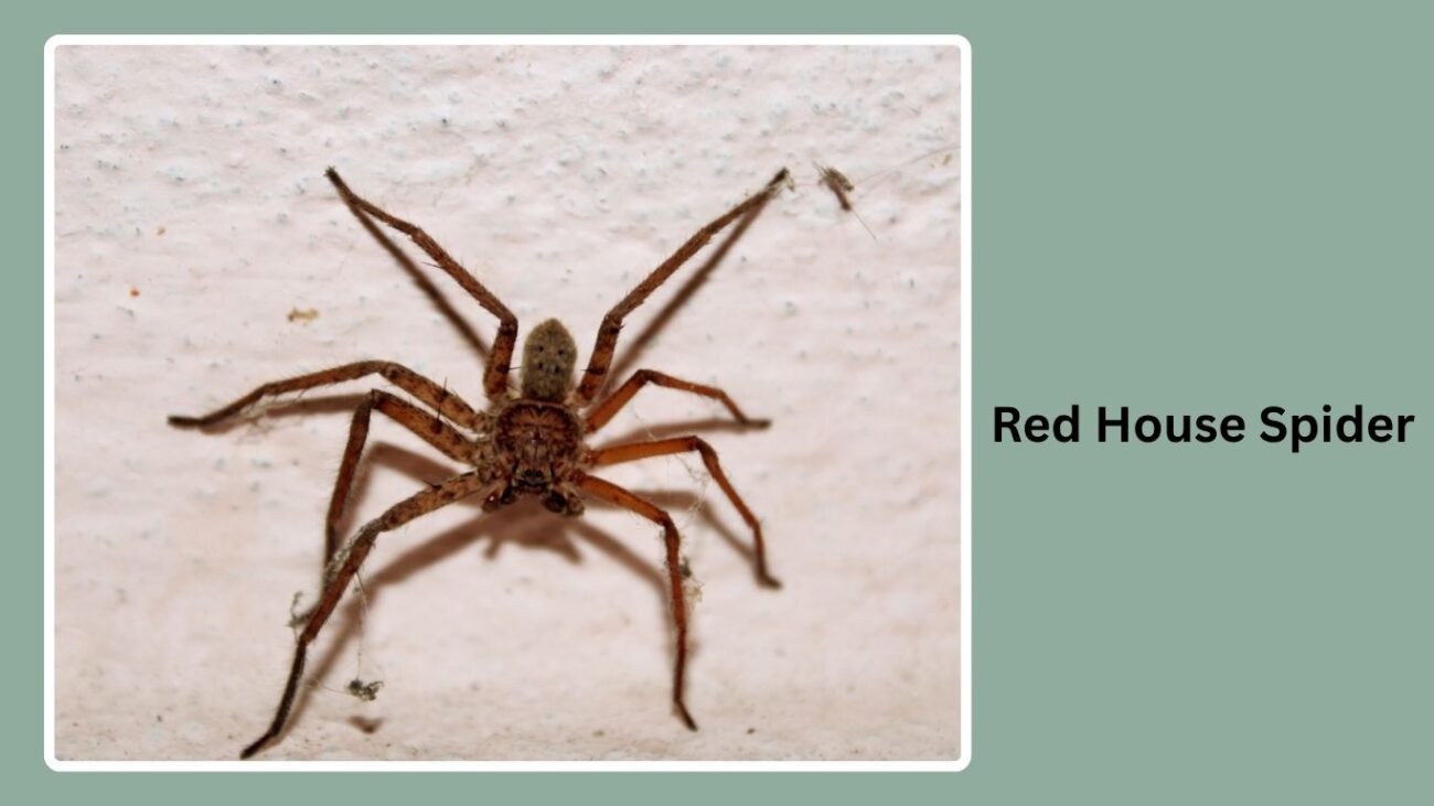 Red House Spider